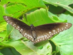 Euploea