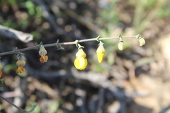 Hermannia cuneifolia