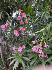 Nerium oleander