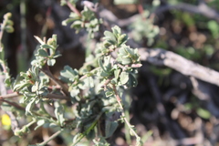 Hermannia cuneifolia