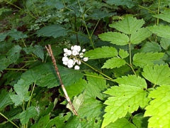 Actaea rubra neglecta