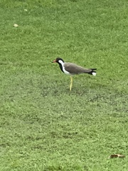 Vanellus indicus