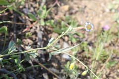 Hermannia cuneifolia