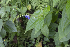 Rhynchoglossum obliquum