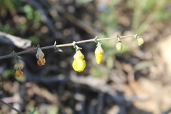 Hermannia cuneifolia