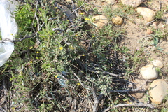 Hermannia cuneifolia