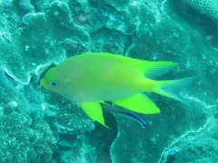 Amblyglyphidodon aureus