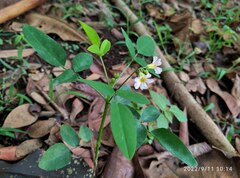 Oxalis barrelieri