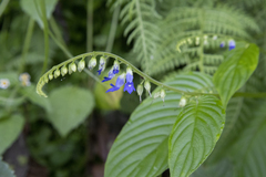 Rhynchoglossum obliquum