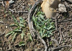 Euphorbia tuberosa