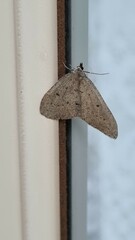 Tapinogyna perichroa