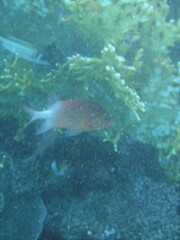 Sargocentron caudimaculatum