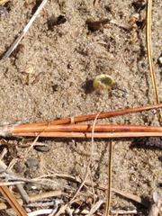 Bombyliini