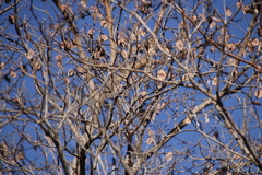 Combretum