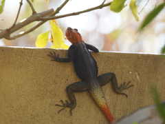 Agama planiceps