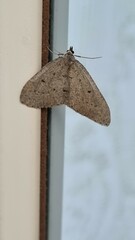 Tapinogyna perichroa