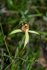 Caladenia orientalis