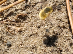 Bombyliini