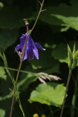 Aquilegia vulgaris