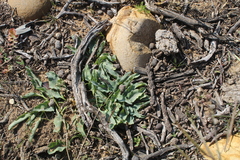 Euphorbia tuberosa