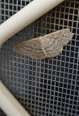 Scopula optivata