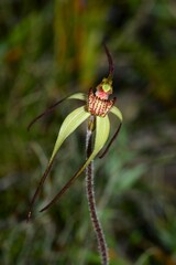 Caladenia orientalis