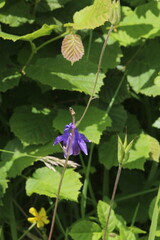 Aquilegia vulgaris