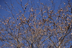 Combretum