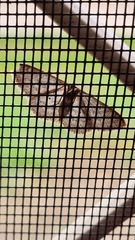 Scopula optivata