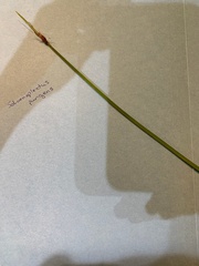 Schoenoplectus pungens