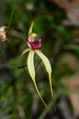 Caladenia orientalis