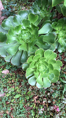 Aeonium arboreum