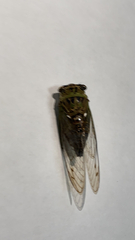 Neotibicen pruinosus