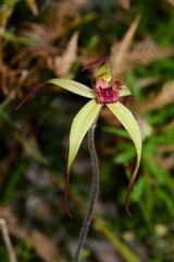 Caladenia orientalis