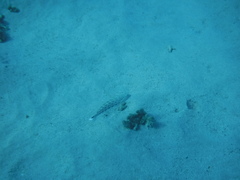 Parapercis hexophtalma