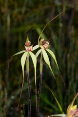 Caladenia orientalis