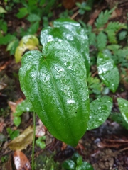 Stemona tuberosa