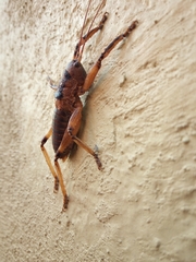 Liparoscelis pallidispina