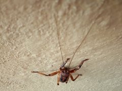 Liparoscelis pallidispina