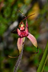 Caladenia × variabilis