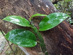 Rhaphidophora hongkongensis