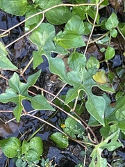 Ipomoea lindheimeri