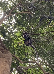 Trachypithecus obscurus