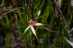 Caladenia orientalis