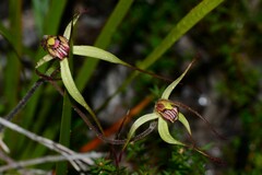Caladenia orientalis