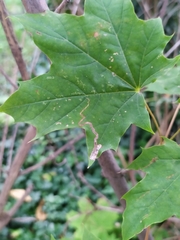 Stigmella aceris