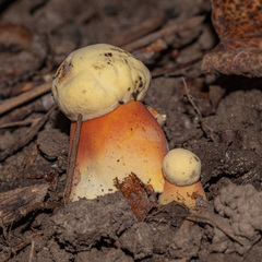 Rubroboletus