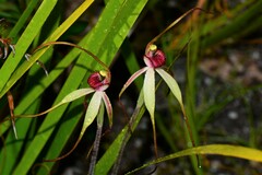 Caladenia orientalis