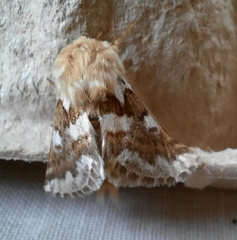 Thaumetopoea herculeana