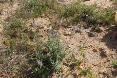 Chaenostoma caeruleum